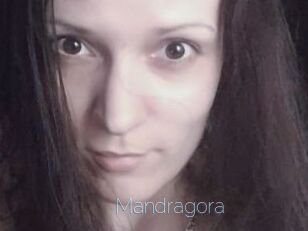 Mandragora