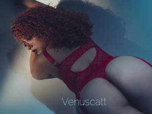 Venuscatt